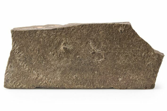 Cruziana (Fossil Trilobite Trackway) - Morocco #256837